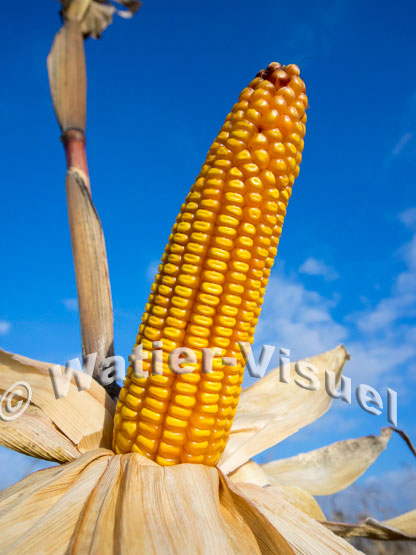 1101D781