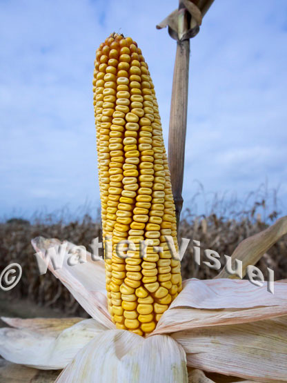 1101D786