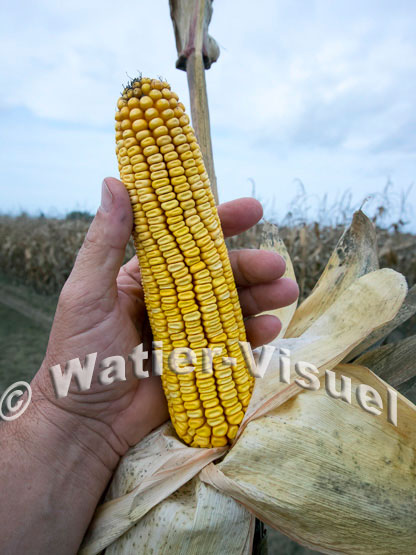 1101D794