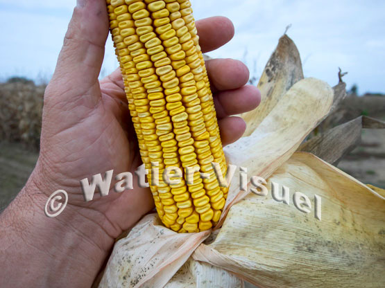 1101D795
