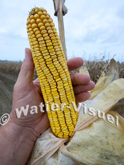 1101D796