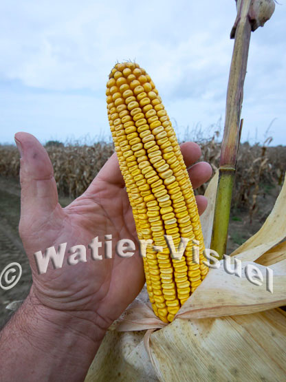 1101D797