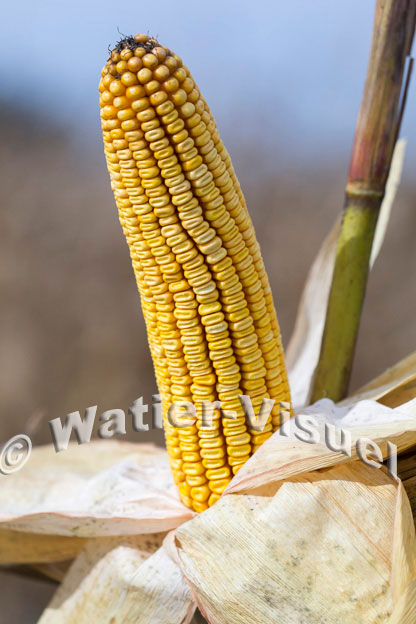 1101D804