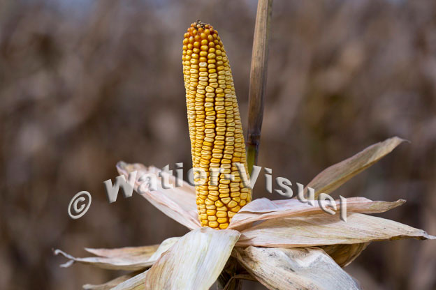 1101D810