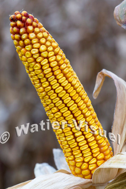 1101D812
