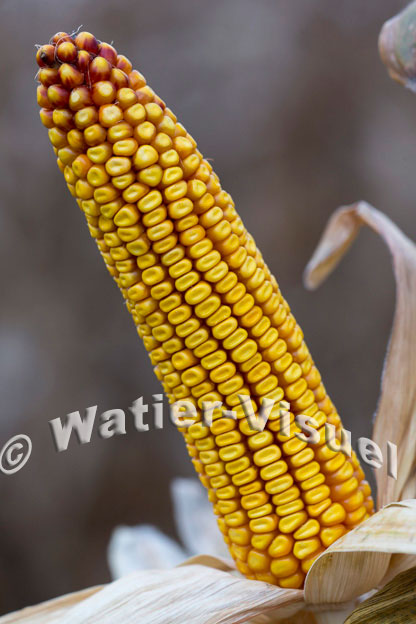 1101D813
