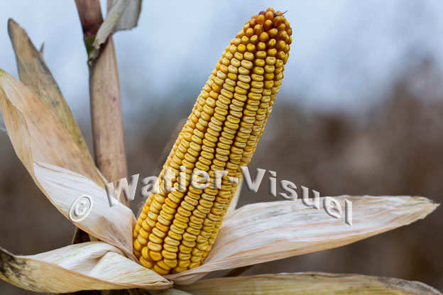 1101D816