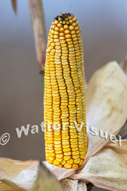1101D818