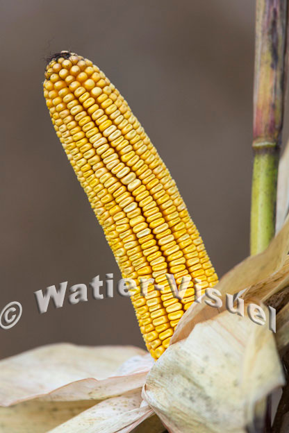 1101D819