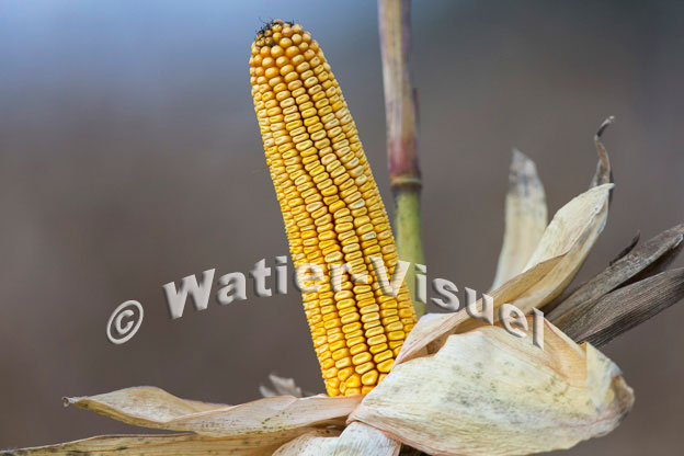 1101D823