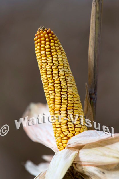 1101D826