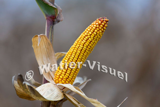 1101D829