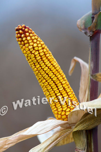 1101D831