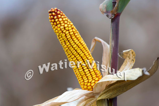 1101D832