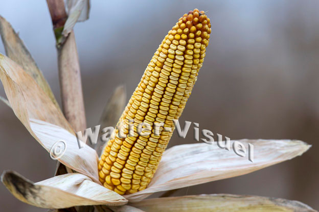 1101D833