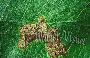 1603811